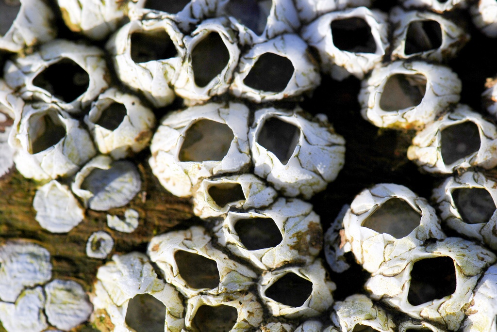 Barnacles 7 by quinet, on Flickr